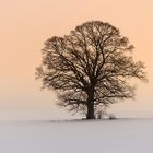 Baum im Winterlicht