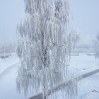 Baum im Winternebel