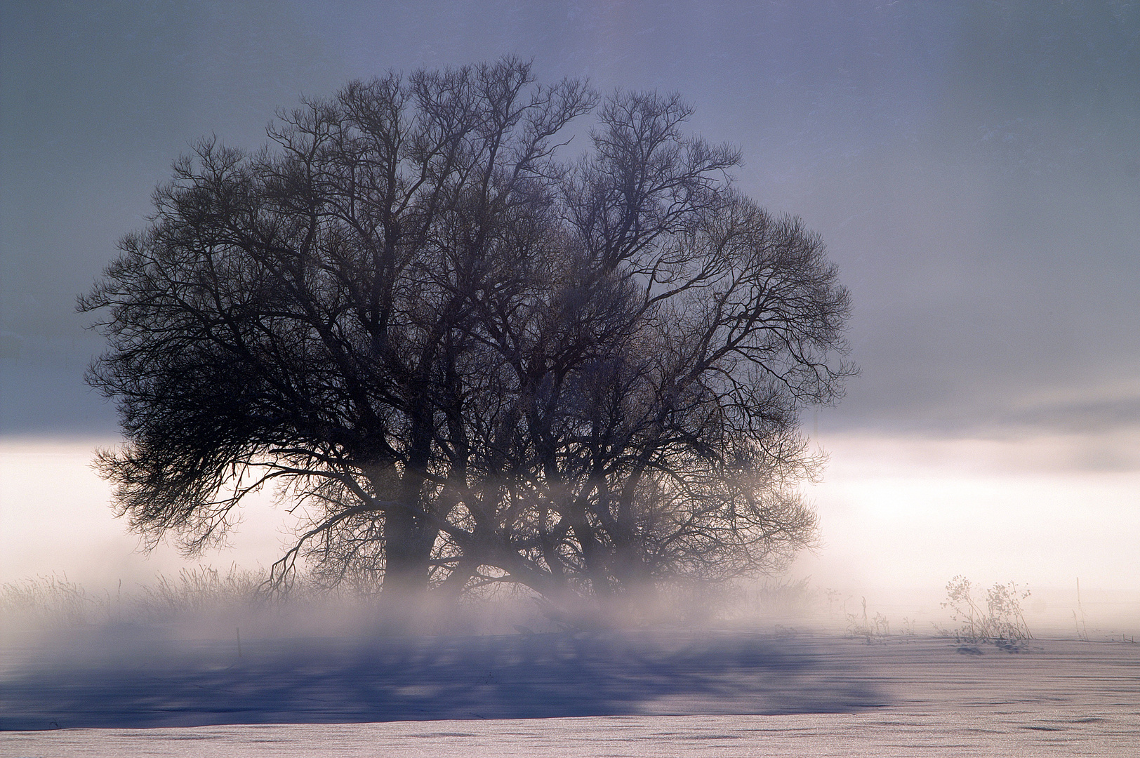 Baum im Winternebel