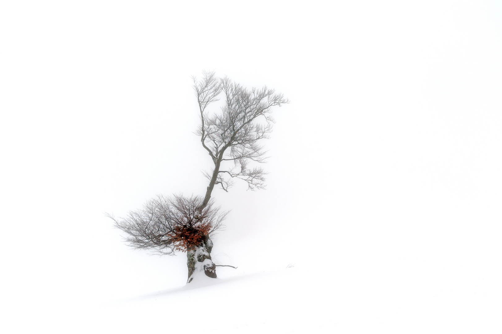 Baum im Winternebel