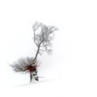 Baum im Winternebel