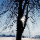 Baum im Winterschlaf