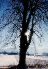 Baum im Winterschlaf