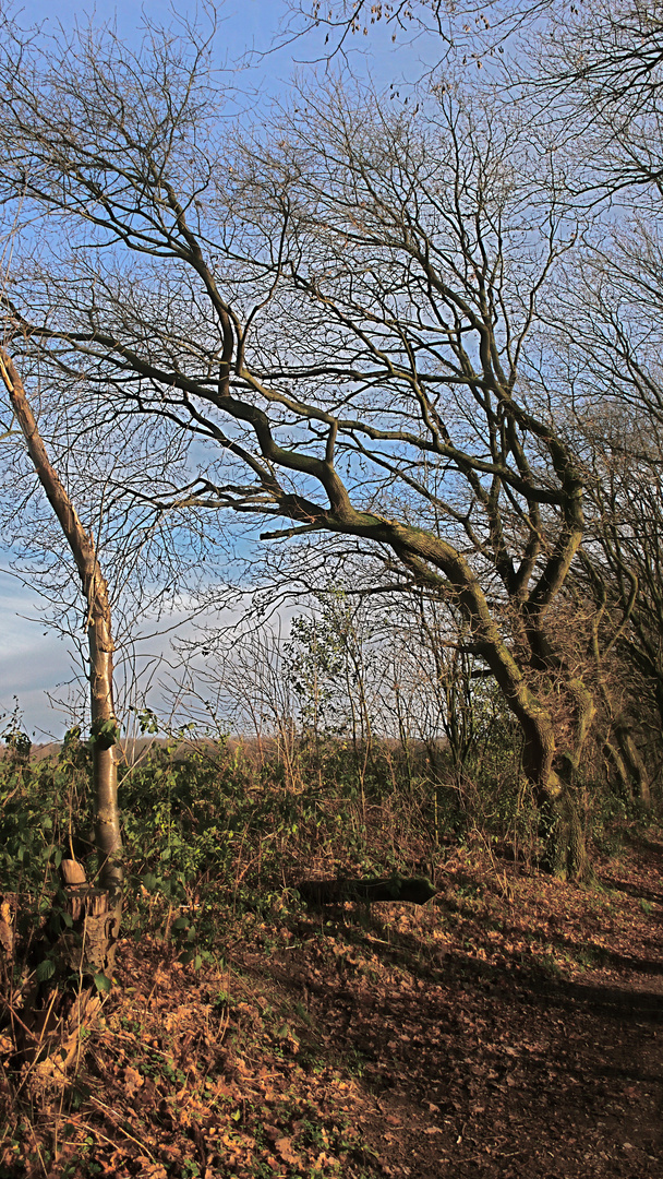 BAUM IM WINTERSCHLAF