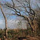 BAUM IM WINTERSCHLAF