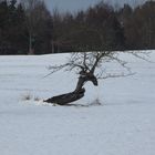 Baum im Wintersturm