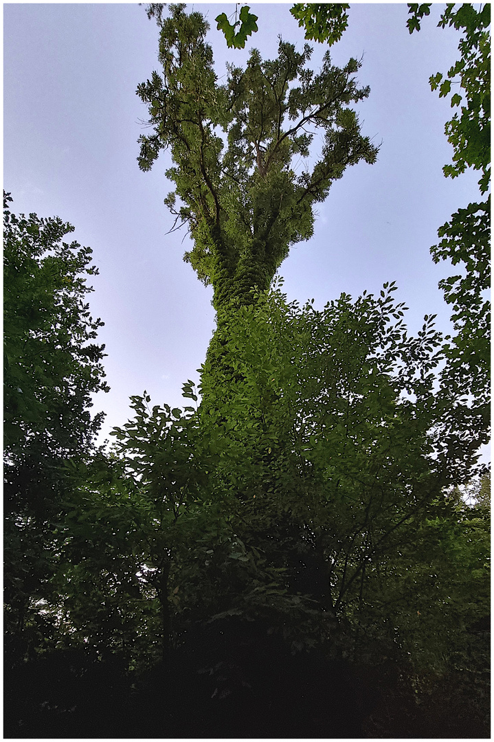 Baum im Würgegriff