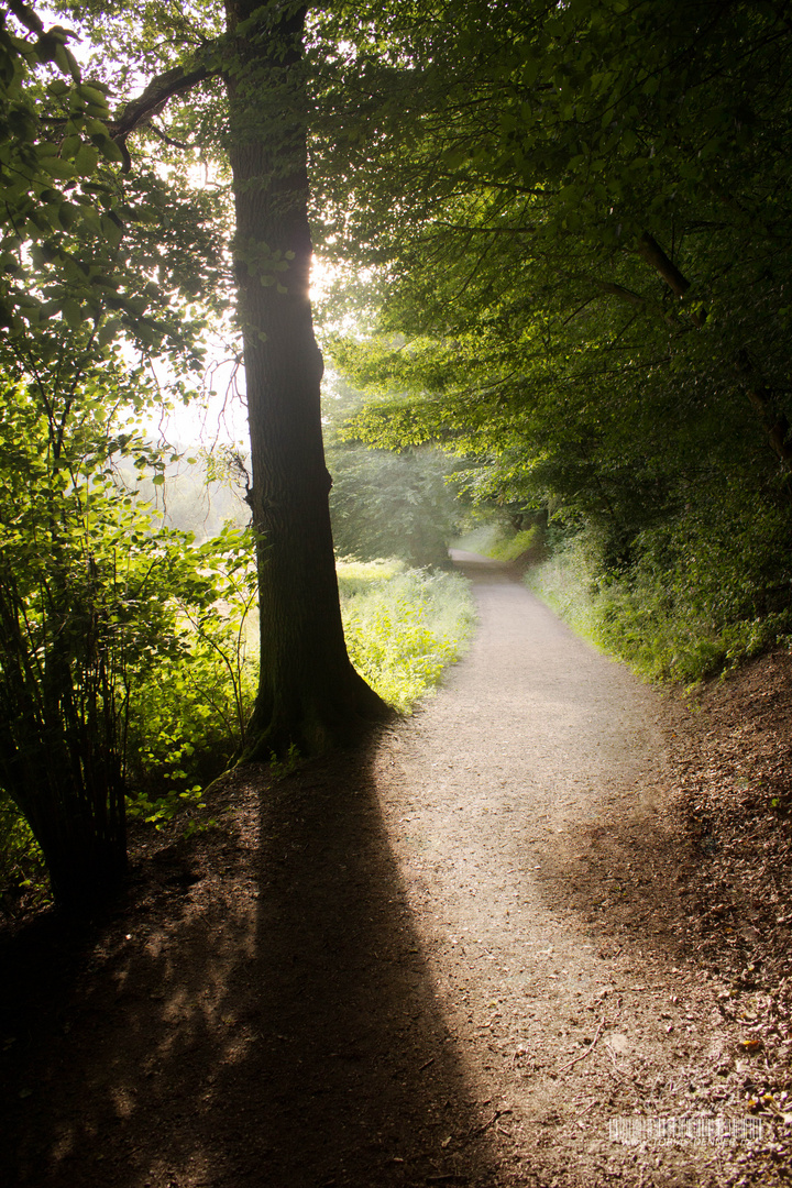 Baum im Wurmtal