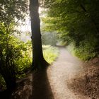 Baum im Wurmtal