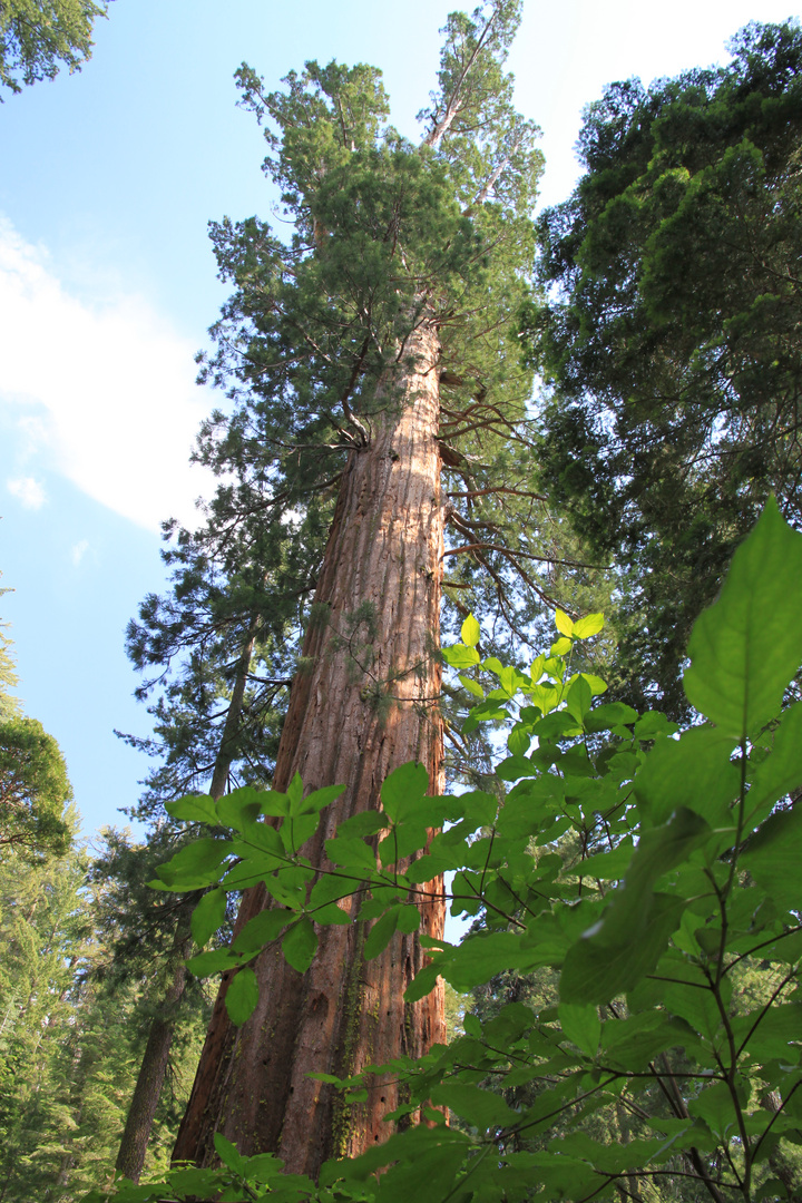 Baum im Yosemite NP