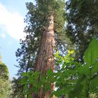 Baum im Yosemite NP