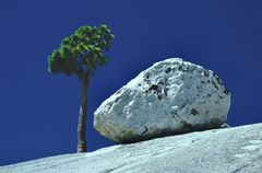 Baum im Yosemite Park