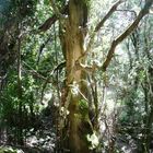 Baum im Zauberwald