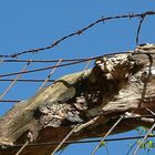 Baum im Zaun... und eine Fliege