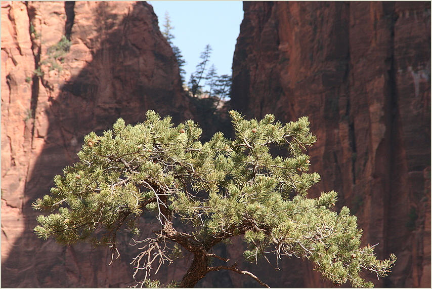 Baum im ZION NP