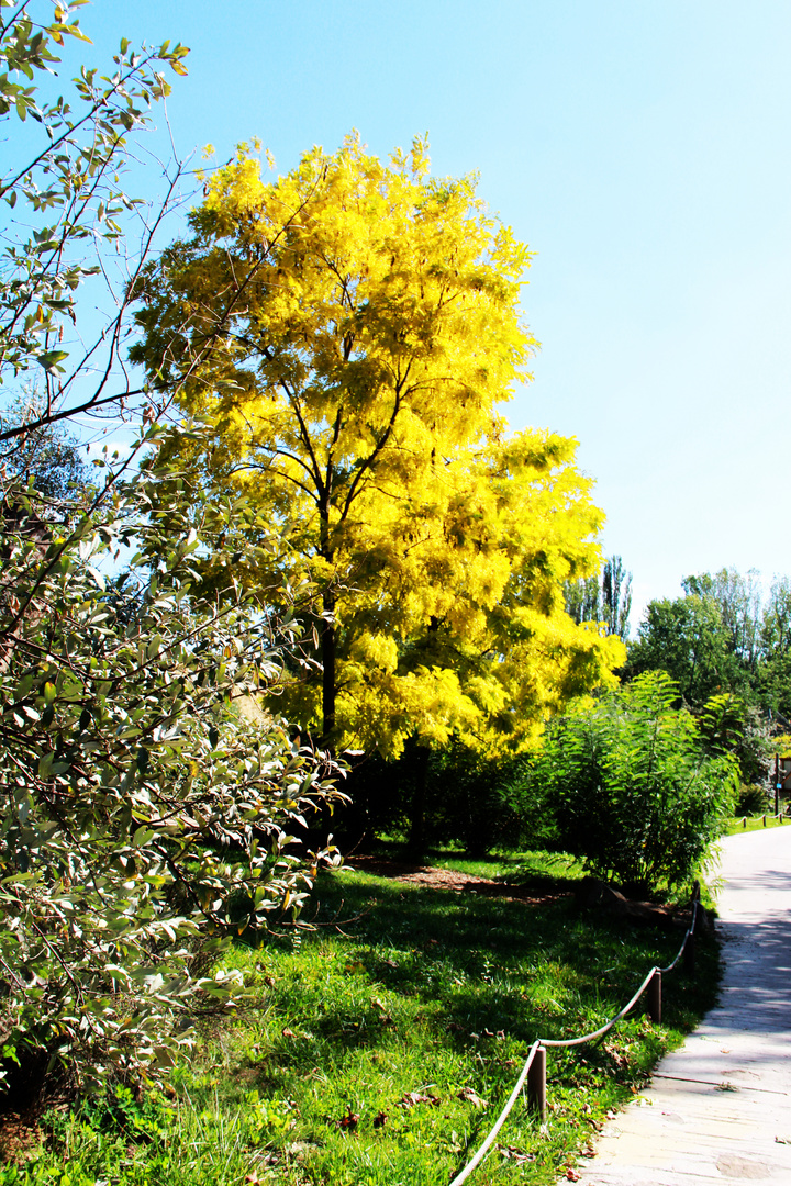 Baum im Zoo Erfurt