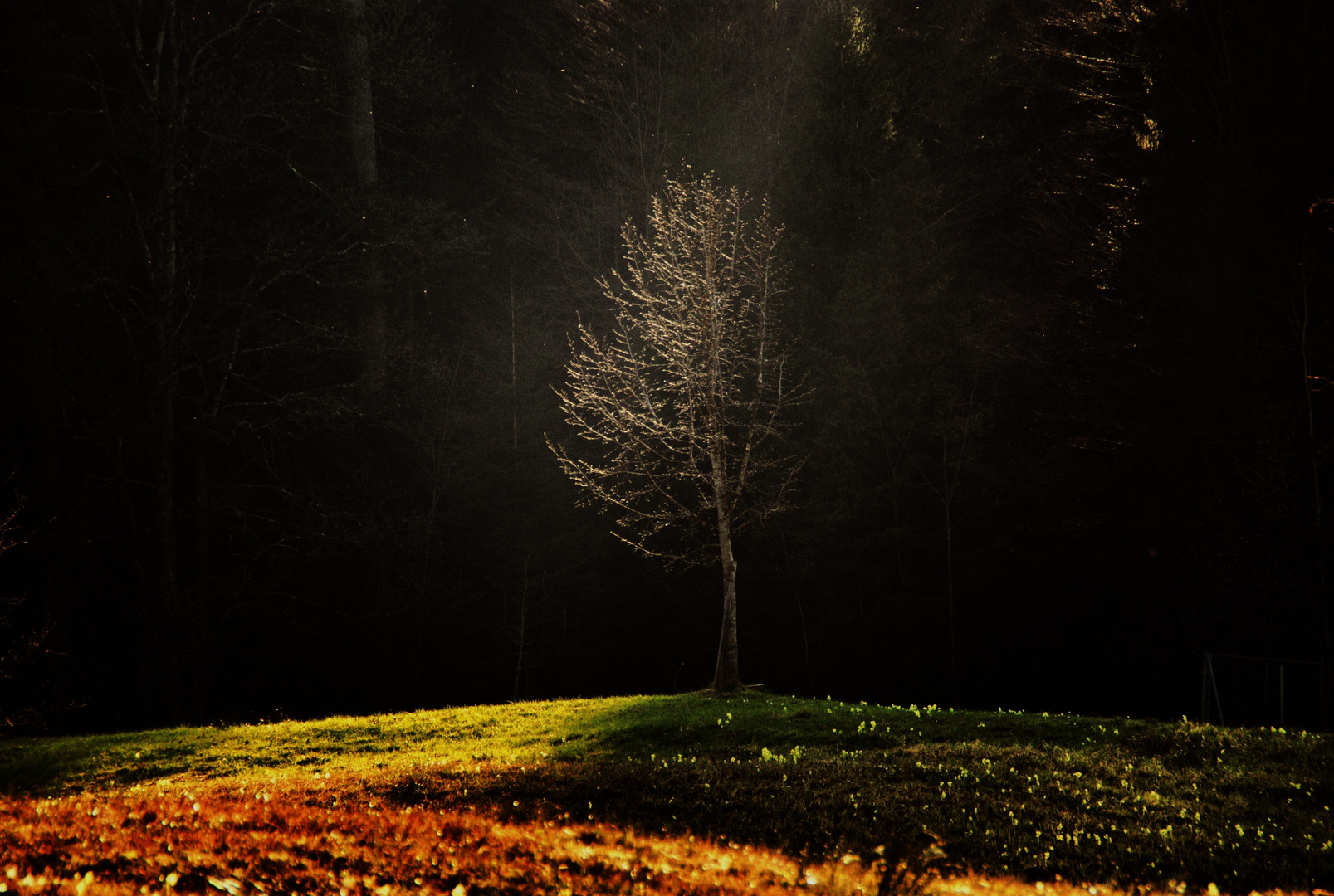 Baum im Zwielicht