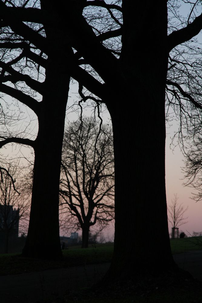 Baum im Zwischenraum