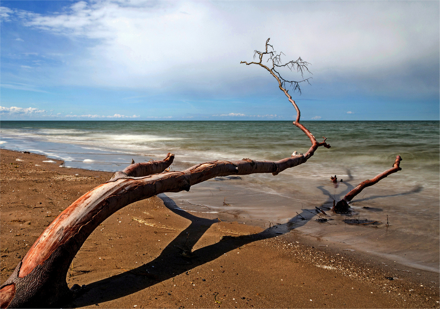 Baum-Impression am Weststrand