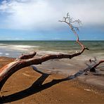 Baum-Impression am Weststrand