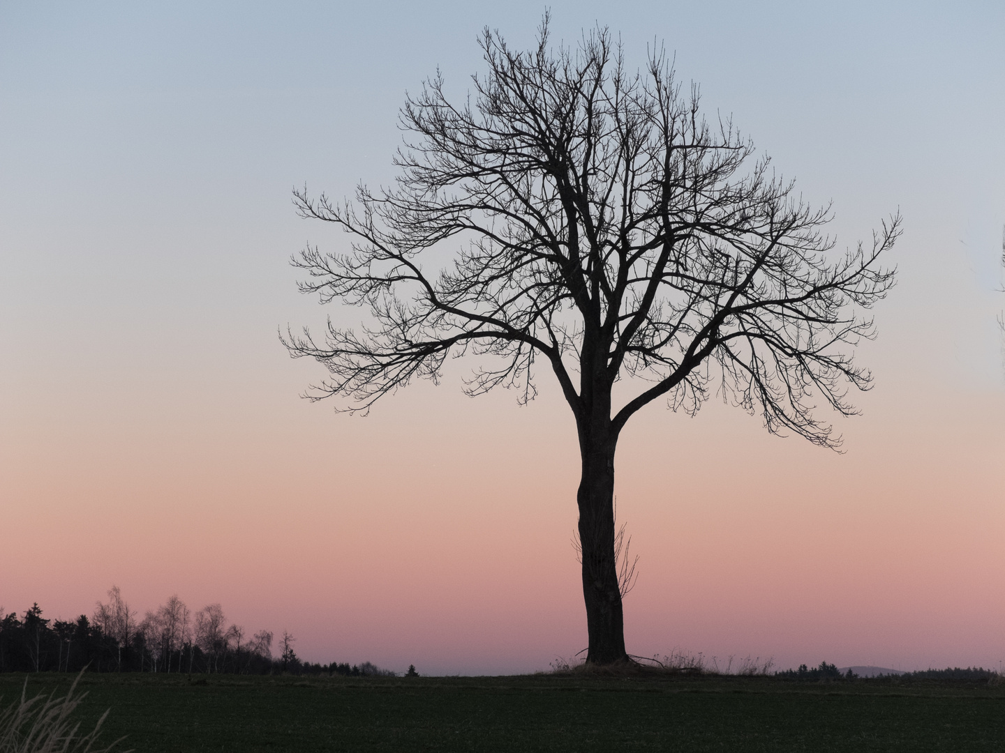 Baum in Abenddämmerung