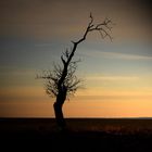 Baum in Abenddämmerung