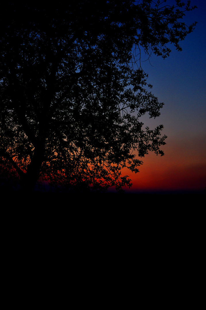 Baum in Abenddämmerung