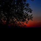 Baum in Abenddämmerung