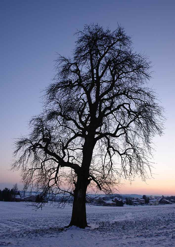 Baum in Abendröte