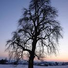 Baum in Abendröte