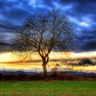 Baum in Abendstimmung