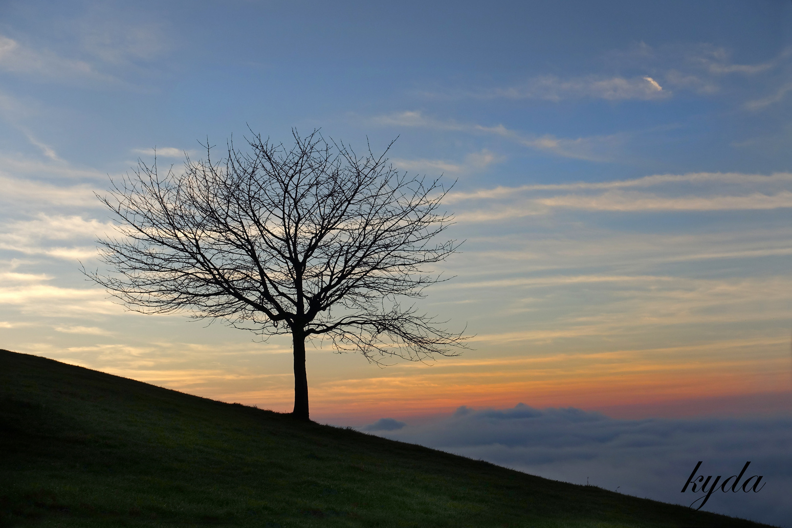 Baum in Abendstimmung