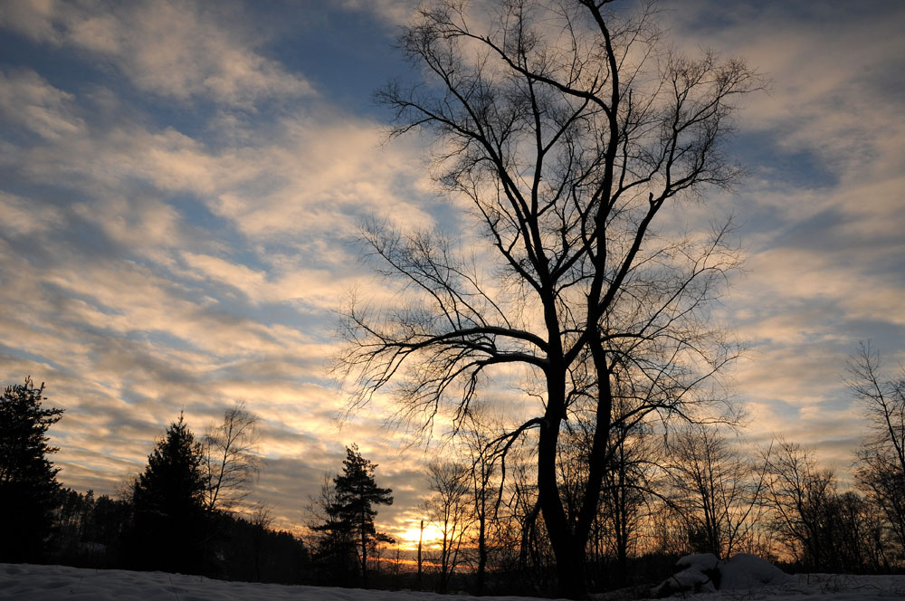 Baum in Abendstimmung