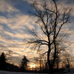 Baum in Abendstimmung