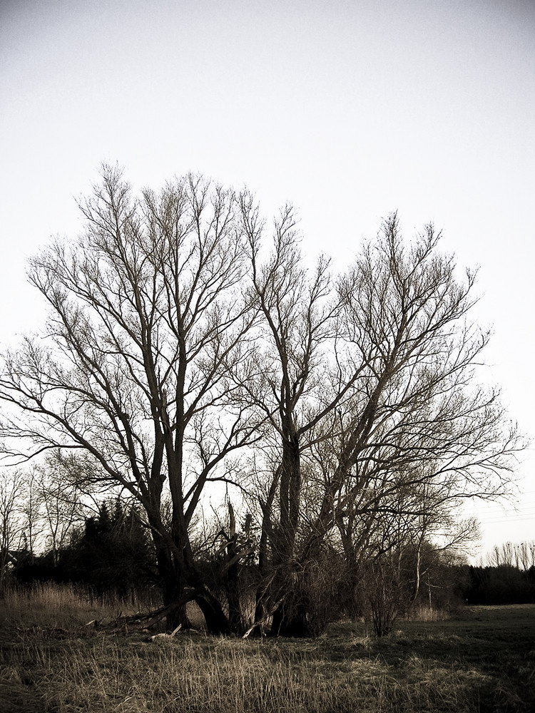 Baum in Achimer Landschaft