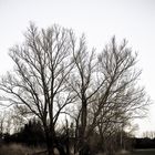 Baum in Achimer Landschaft