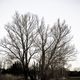 Baum in Achimer Landschaft