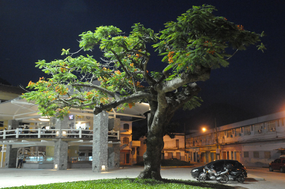 Baum in Angra dos Reis bei Nacht