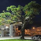 Baum in Angra dos Reis bei Nacht