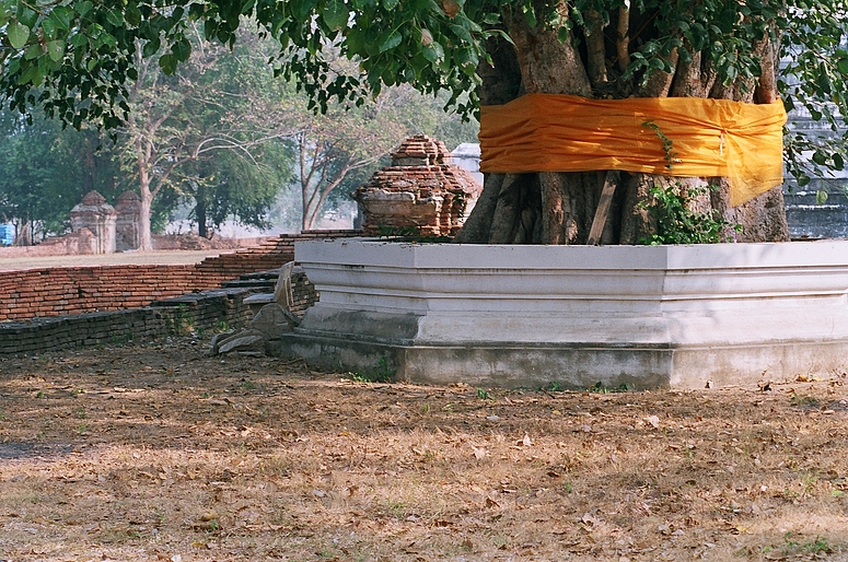 Baum in Ayutthayah