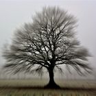 Baum in Bewegung