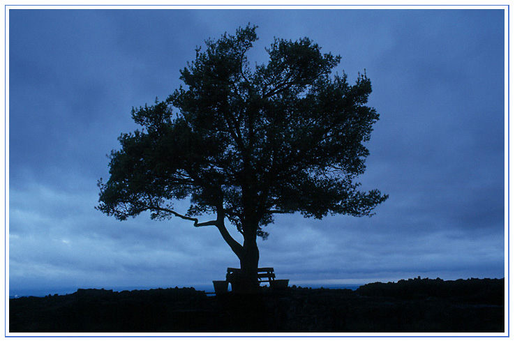 Baum in blauer Stunde