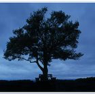 Baum in blauer Stunde