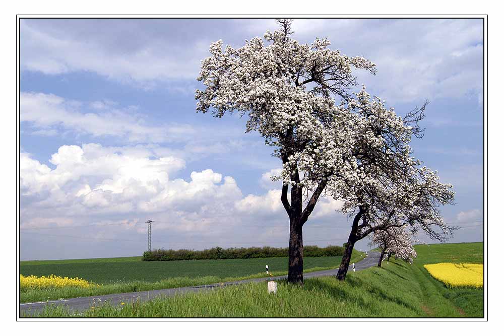 Baum in Blüte