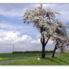 Baum in Blüte