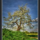 Baum in Blüte