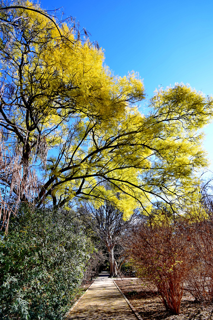 Baum in Blüte