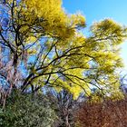 Baum in Blüte