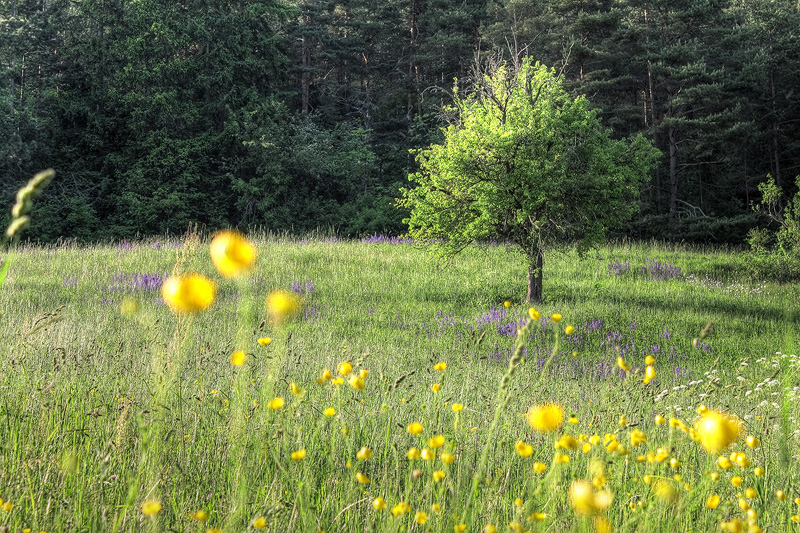 Baum in Blumenwiese