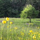 Baum in Blumenwiese